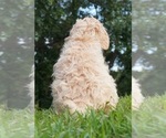 Small Photo #4 Labradoodle-Poodle (Standard) Mix Puppy For Sale in WARSAW, IN, USA