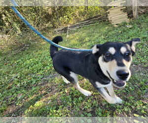 Ellie - Female Siberian Husky-Unknown Mix Dog for Adoption - Photo #2