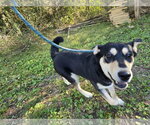 Small Photo #2 Siberian Husky-Unknown Mix Puppy For Sale in Jackson, MS, USA
