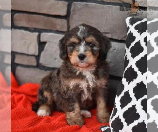 Medium Photo #2 Miniature Bernedoodle Puppy For Sale in MILLERSBURG, OH, USA