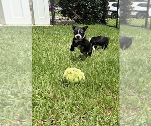 Medium Boston Terrier