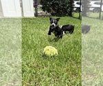 Puppy Dash Boston Terrier