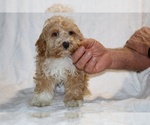 Small #23 Cockapoo (Miniature)