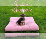 Small #1 Dalmatian-German Shepherd Dog Mix