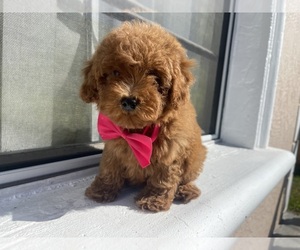 Poodle (Toy) Dog for Adoption in TAMPA, Florida USA