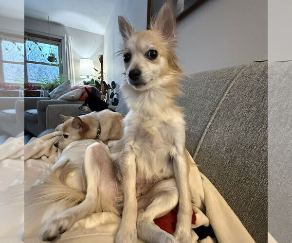 Medium Photo #4 Pomeranian-Unknown Mix Puppy For Sale in Fargo, ND, USA