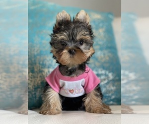 Yorkshire Terrier Puppy for sale in CORAL SPRINGS, FL, USA