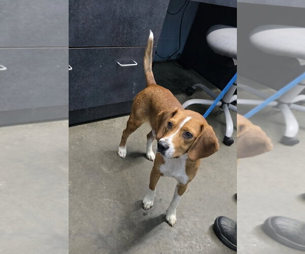 Medium Photo #1 Beagle Puppy For Sale in Evansville, IN, USA