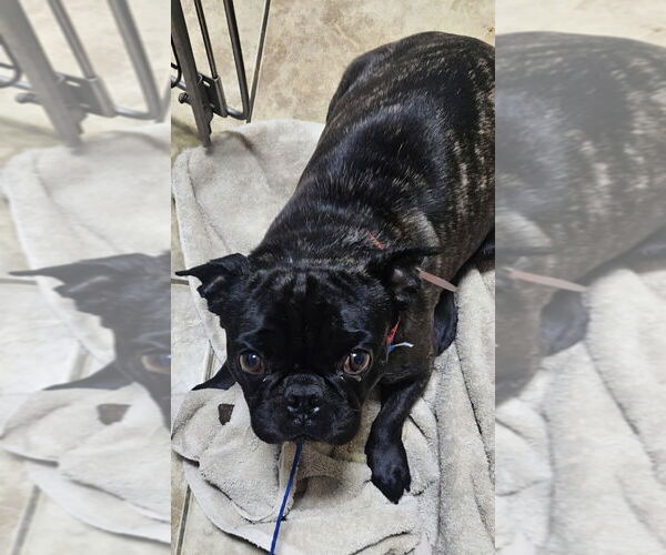 Medium Photo #4 French Bulldog-Unknown Mix Puppy For Sale in Lake Forest, CA, USA