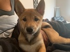 Small Photo #2 Shiba Inu Puppy For Sale in GLENARDEN, MD, USA