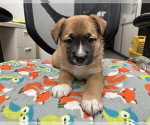 Mutt Dogs for adoption in Stockton, CA, USA