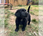 Small #3 Mutt