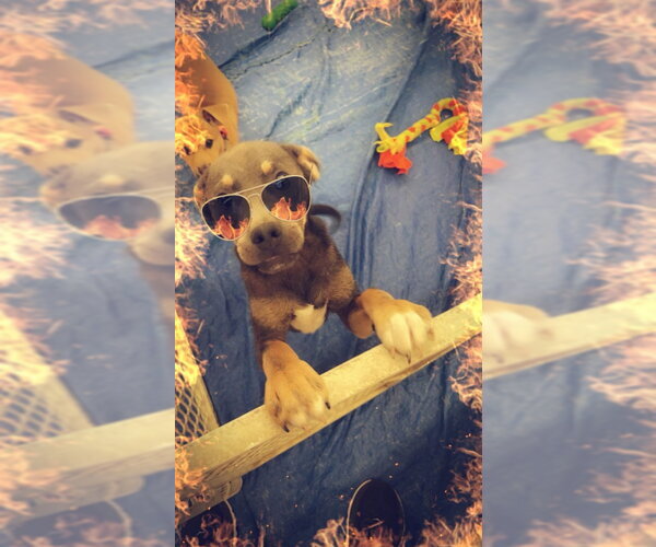 Medium Photo #3 Chihuahua Puppy For Sale in Rocky Mount, NC, USA