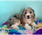 Small #1 Aussiedoodle Miniature 