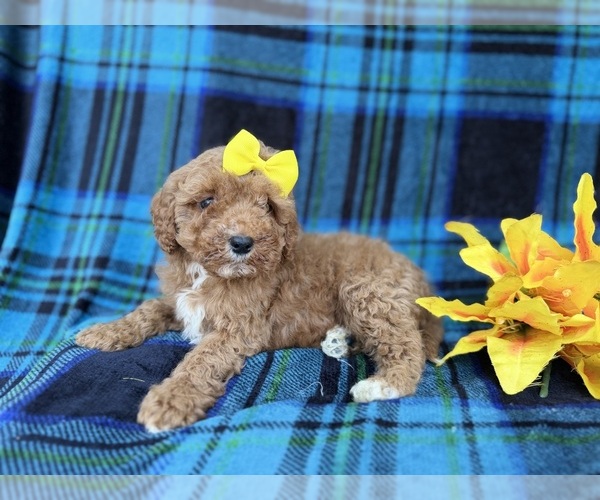 Medium Photo #9 Cavapoo (Miniature) Puppy For Sale in LAKELAND, FL, USA