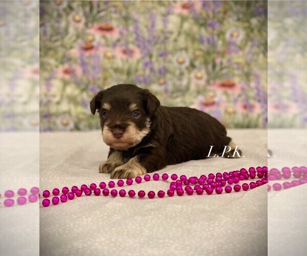 Medium Photo #1 Schnauzer (Miniature) Puppy For Sale in WINNSBORO, LA, USA