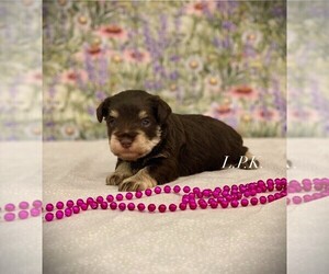 Schnauzer (Miniature) Puppy for sale in WINNSBORO, LA, USA