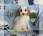 Small Photo #6 Cavapoo Puppy For Sale in MILWAUKEE, WI, USA