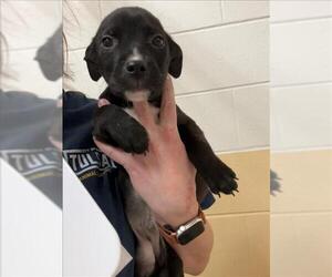 Mutt Dogs for adoption in Tulsa, OK, USA