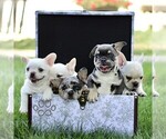 Small #1 French Bulldog