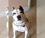 Small Photo #6 American Pit Bull Terrier Puppy For Sale in HIALEAH, FL, USA