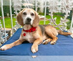 Small #1 Beagle