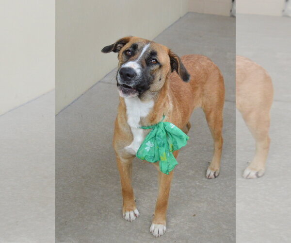 Medium Photo #6 Black Mouth Cur-Unknown Mix Puppy For Sale in McKinney, TX, USA