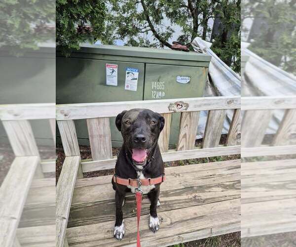 Medium Photo #1 Labrador Retriever-Unknown Mix Puppy For Sale in Elmsford, NY, USA