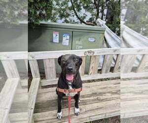 Labrador Retriever-Unknown Mix Dogs for adoption in Elmsford, NY, USA