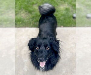 Dachshund-Unknown Mix Dogs for adoption in Corona, CA, USA