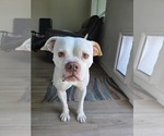 Small American Bulldog Mix