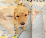 Small Photo #3 Goldendoodle Puppy For Sale in CHEYENNE, WY, USA