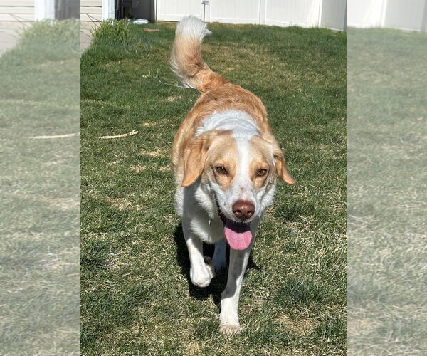 Medium Photo #10 Border Collie Puppy For Sale in Sandy, UT, USA