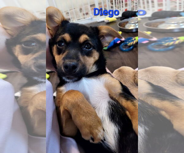 Medium Photo #3 Chiweenie Puppy For Sale in Des Moines, IA, USA