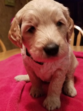 Medium Photo #1 Goldendoodle Puppy For Sale in BURTON, OH, USA