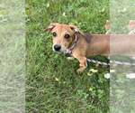 Small #2 Beagle Mix