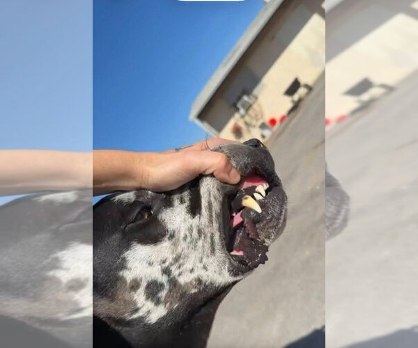 Medium Photo #5 Great Dane Puppy For Sale in Bullard, TX, USA