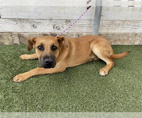 Medium Photo #1 German Shepherd Dog-Unknown Mix Puppy For Sale in Modesto, CA, USA