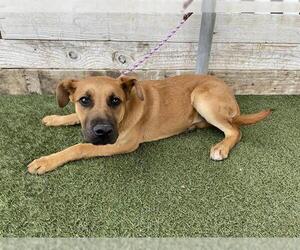 German Shepherd Dog-Unknown Mix Dogs for adoption in Modesto, CA, USA