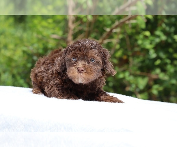 Medium Photo #5 ShihPoo Puppy For Sale in DYERSBURG, TN, USA