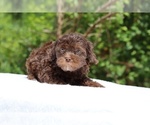 Small #4 ShihPoo