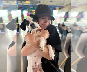 Beagle-Unknown Mix Dogs for adoption in Arlington, VA, USA