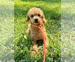 Small #5 Poodle (Toy)