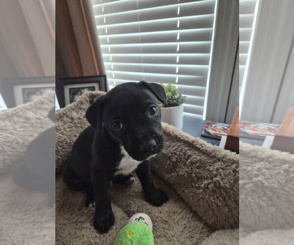 Medium Photo #6 American Pit Bull Terrier-Unknown Mix Puppy For Sale in Holly Springs, NC, USA