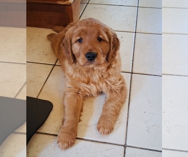 Medium Photo #6 Golden Retriever Puppy For Sale in BEDFORD, TX, USA
