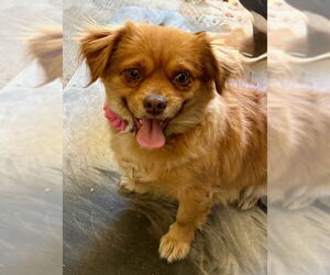 Shinese Dogs for adoption in Mesa, AZ, USA