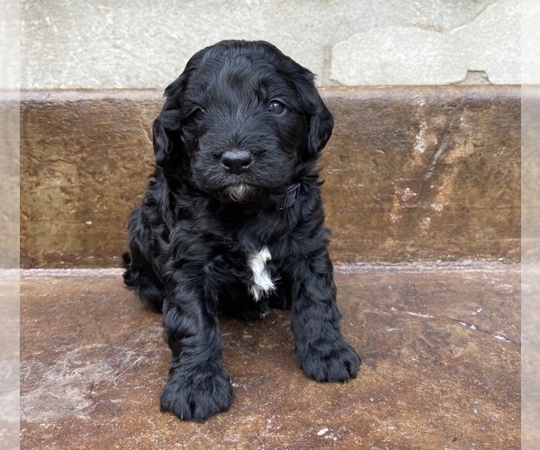Medium Photo #8 Bernedoodle Puppy For Sale in AM FORK, UT, USA