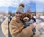 Ruby Sue  Chase - Male Australian Labradoodle Puppy for Sale - Photo #3