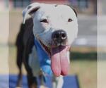 Small American Staffordshire Terrier Mix
