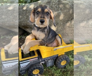Schnoodle (Miniature) Puppy for sale in MIDDLEBURY, IN, USA